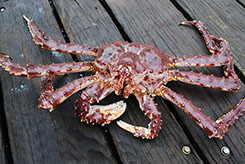 DuCoq - King Crab - Granchio Reale - 21