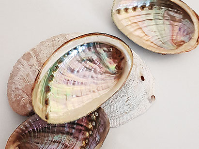 DuCoq - Abalone - 03 large