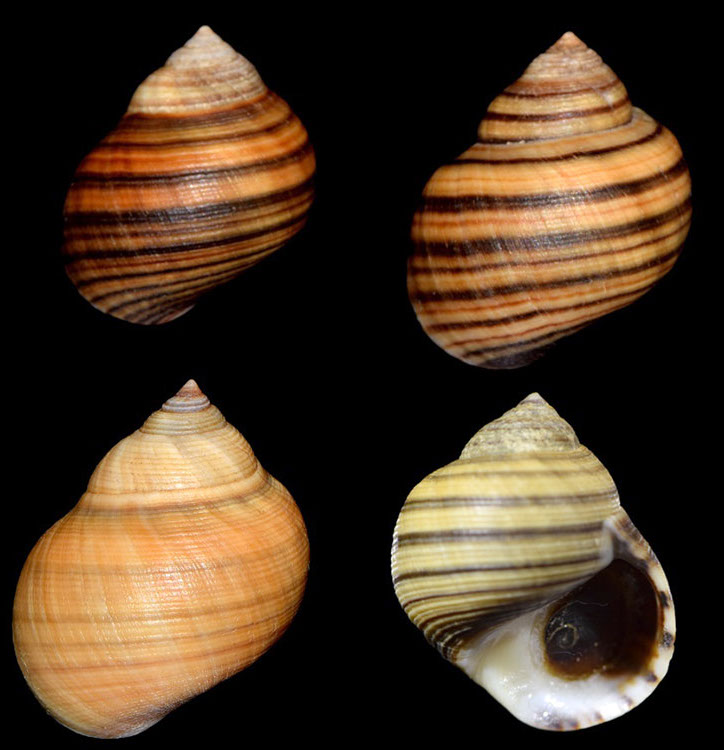 DuCoq - Bigorneau - 02 large