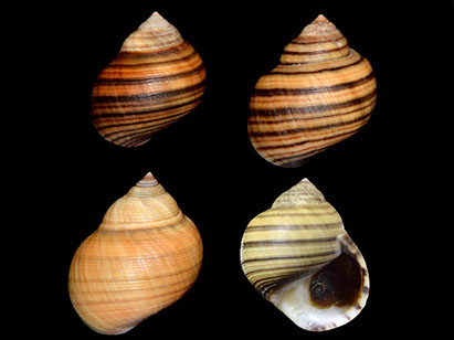 DuCoq - Bigorneau - 02 large
