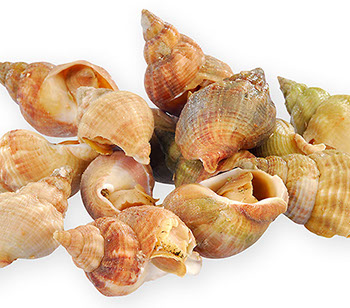 DuCoq - Bulots - 08 large