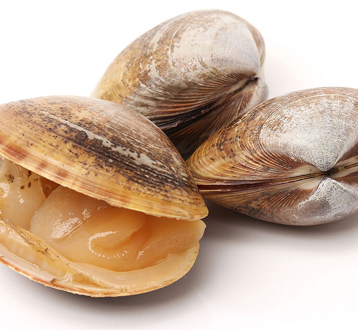 DuCoq - Clam - 01 large