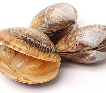 DuCoq - Clam - 01 large