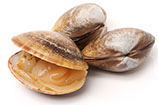 DuCoq - Clam - 01