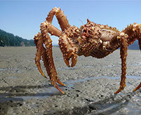 DuCoq - King Crab - Granchio Reale - 01