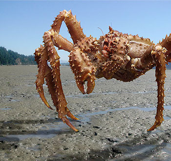 DuCoq - King Crab - Granchio Reale - 01 large
