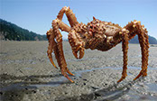 DuCoq - King Crab - Granchio Reale - 01