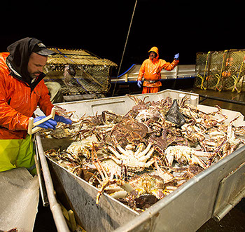 DuCoq - King Crab - Granchio Reale - 03 large
