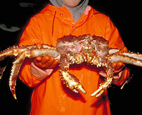 DuCoq - King Crab - Granchio Reale - 17