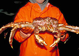 DuCoq - King Crab - Granchio Reale - 17