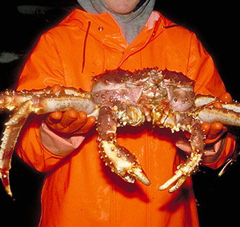 DuCoq - King Crab - Granchio Reale - 17 large