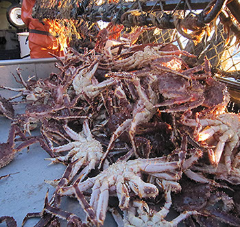 DuCoq - King Crab - Granchio Reale - 18 large