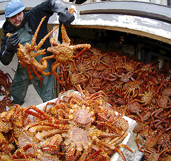 DuCoq - King Crab - Granchio Reale - 19 large