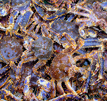 DuCoq - King Crab - Granchio Reale - 20 large