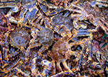 DuCoq - King Crab - Granchio Reale - 20
