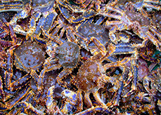 DuCoq - King Crab - Granchio Reale - 20