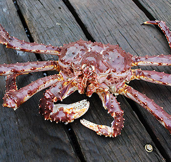 DuCoq - King Crab - Granchio Reale - 21 large