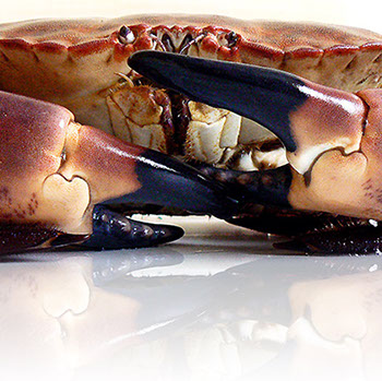 DuCoq - Granciporro - Tourteau - 02 large