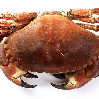 DuCoq - Granciporro - Tourteau - 04 large