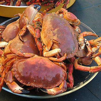 DuCoq - Granciporro - Tourteau - 05 large
