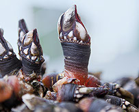 DuCoq - Percebes - 01