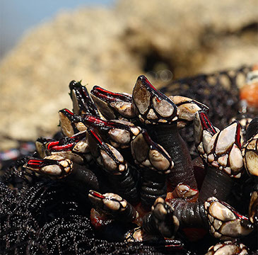 DuCoq - Percebes - 02 large