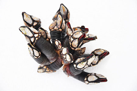 DuCoq - Percebes - 03 large