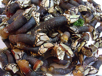 DuCoq - Percebes - 04 large