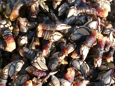 DuCoq - Percebes - 09 large