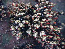 DuCoq - Percebes - 13