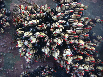 DuCoq - Percebes - 13 large