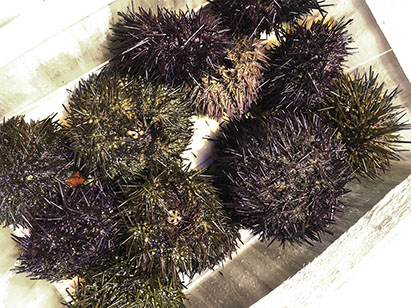 DuCoq - Riccio di mare - 01 large