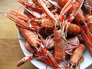 DuCoq - Scampi - 01 large