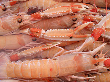 DuCoq - Scampi - 02 large