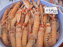 DuCoq - Scampi - 03