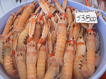 DuCoq - Scampi - 03 large