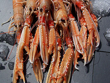 DuCoq - Scampi - 04 large