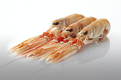 DuCoq - Scampi - 05 large