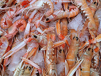 DuCoq - Scampi - 06 large
