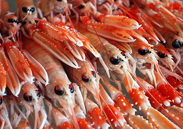 DuCoq - Scampi - 07 large