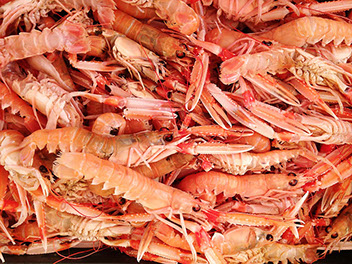 DuCoq - Scampi - 08 large